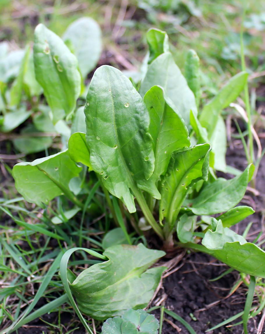 Щавель длиннолистный