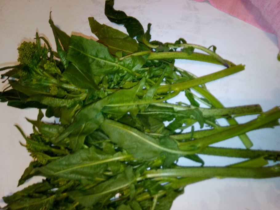 Трава свербига