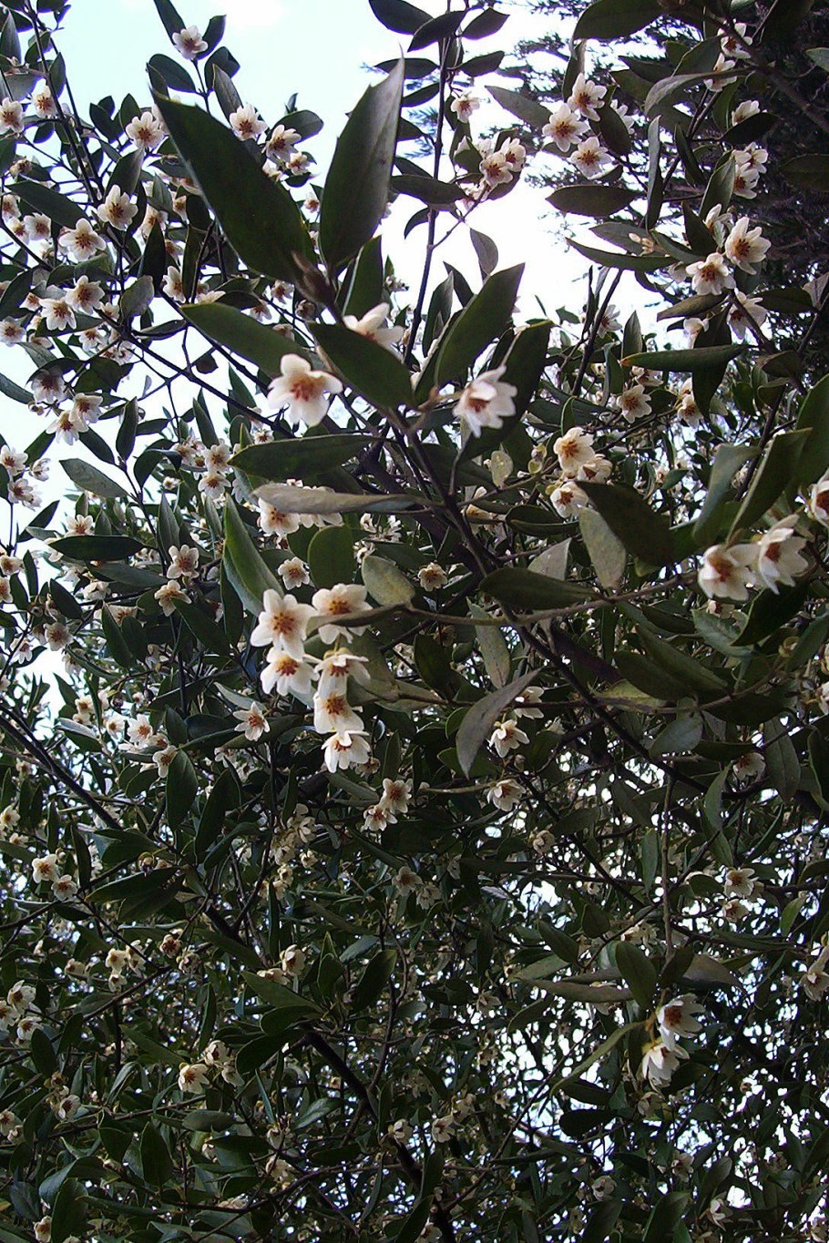 Tambourissa trichophylla