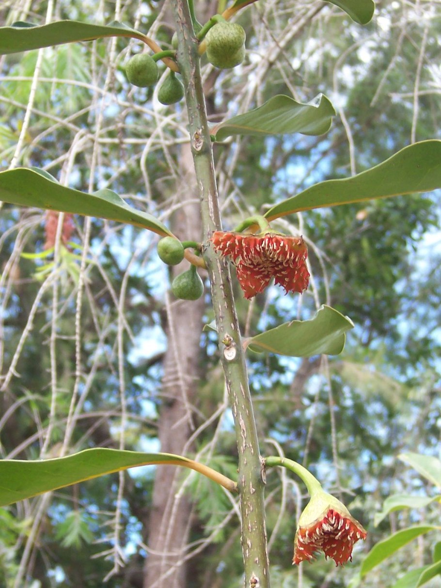 Sphyrospermum klotzschianum