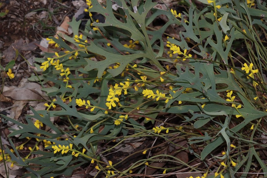 Растения семейства