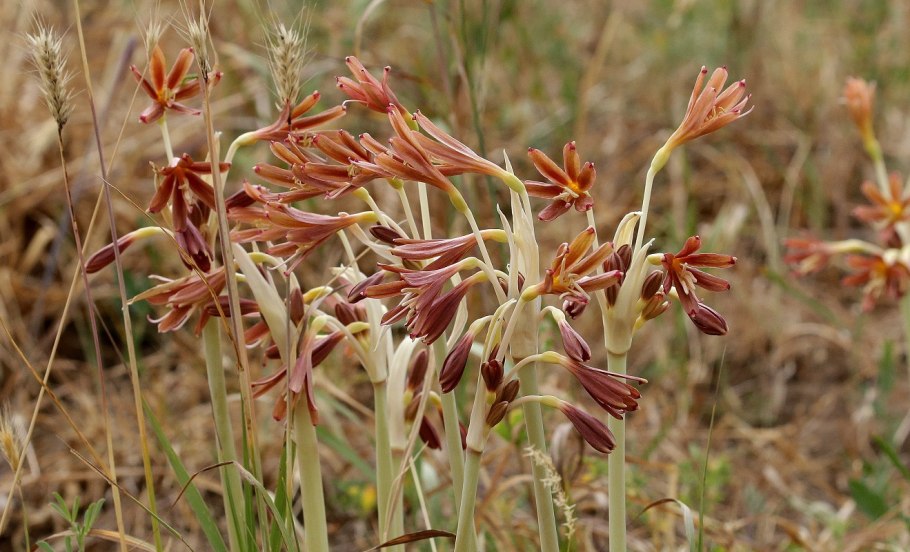 Унгерния северцова