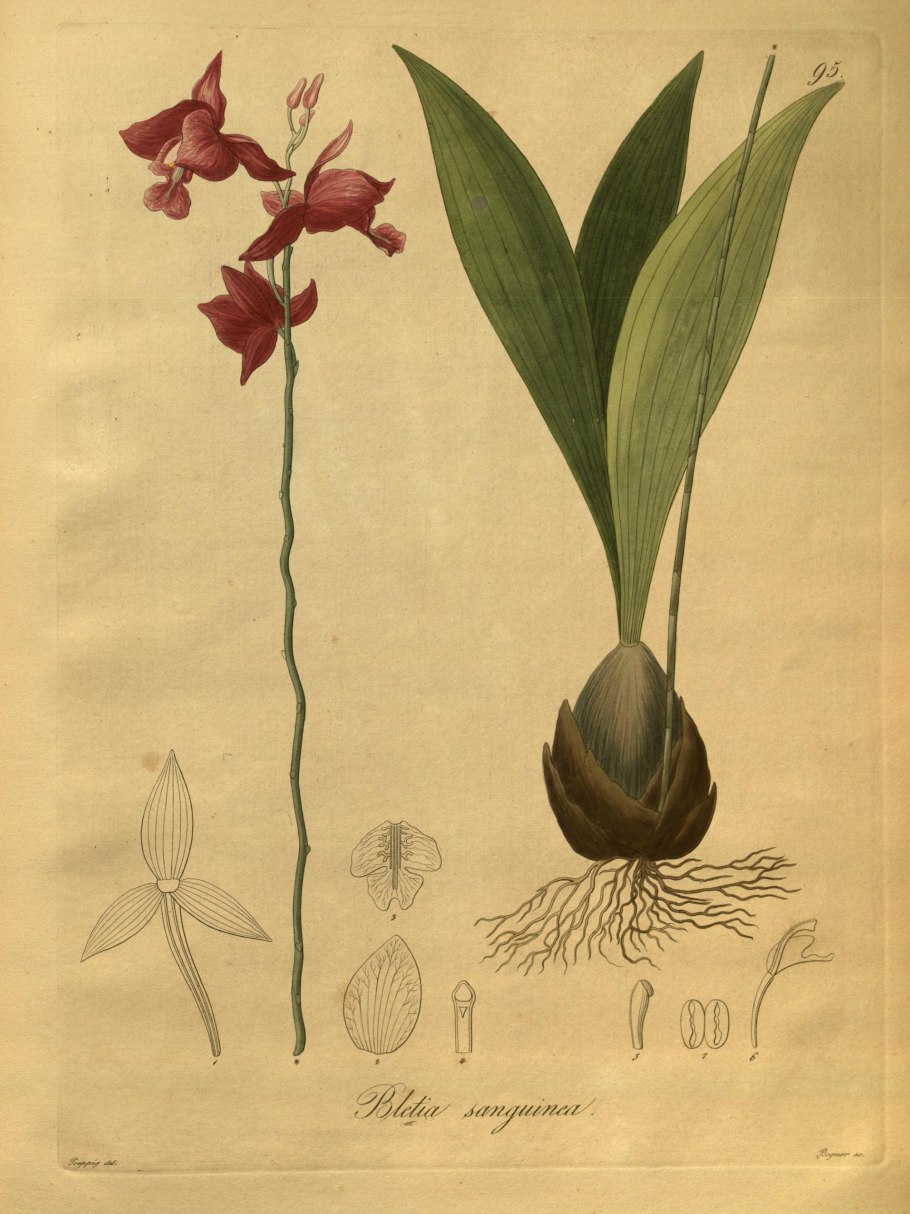 Nova genera et species plantarum