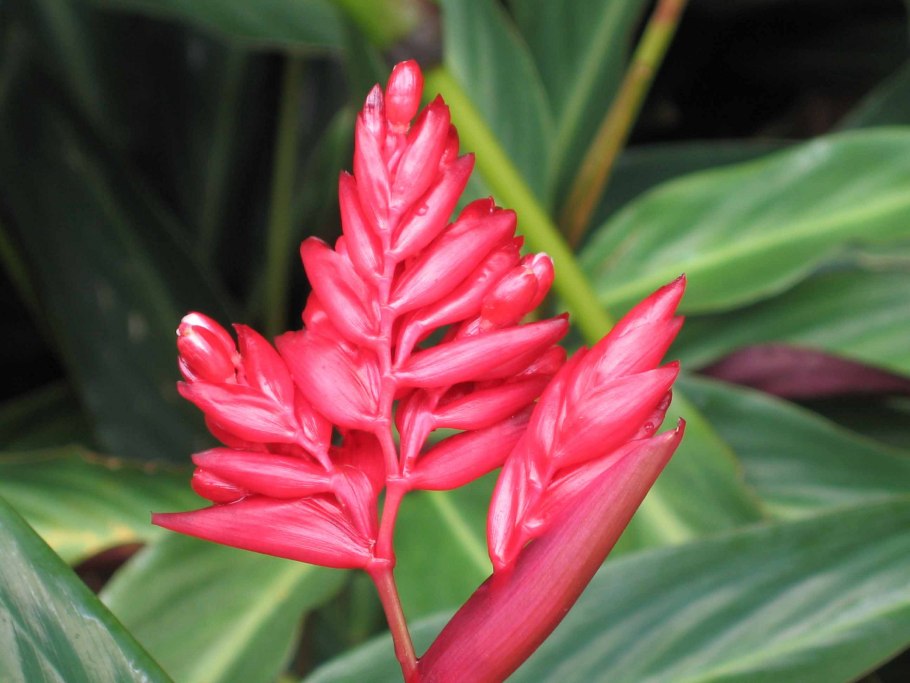 Ктенанта Берл-Маркса