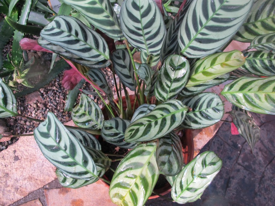 Строманта цветок