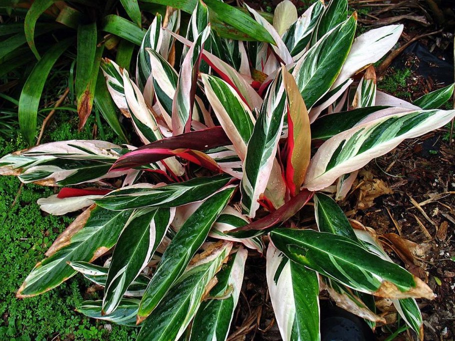 Строманта Сангуна