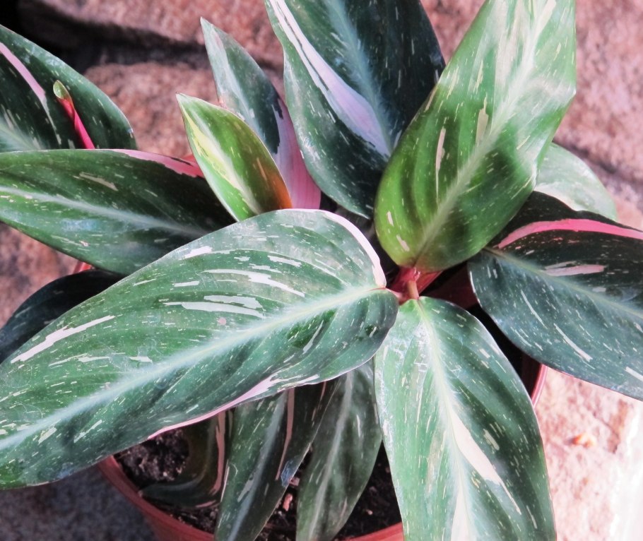 Строманта маранта