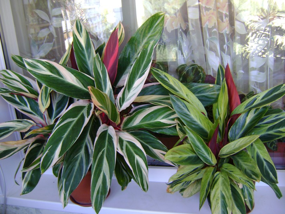 Строманта ктенанта