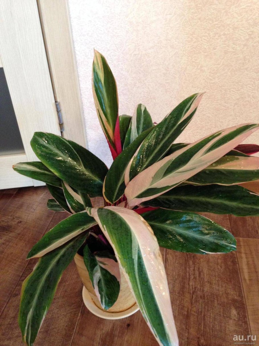 Аглаонема Строманта