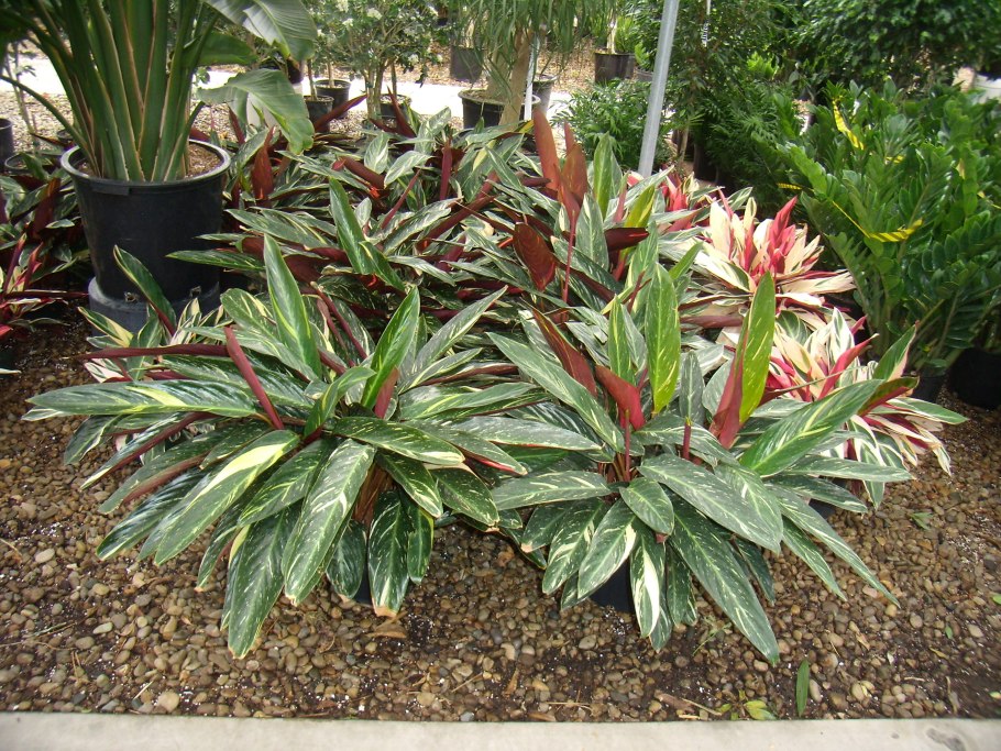 Марантовые Строманта