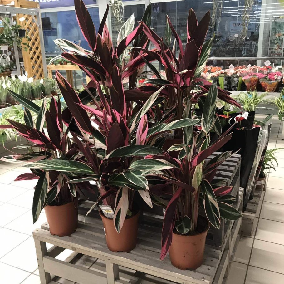 Строманта триостар