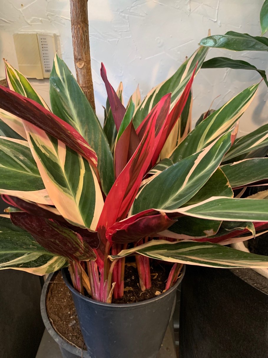 Манук Строманта