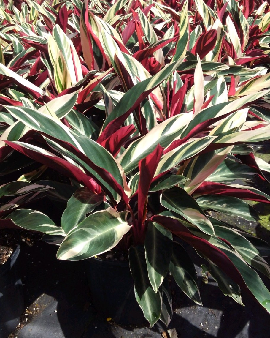 Маранта Калатея Строманта