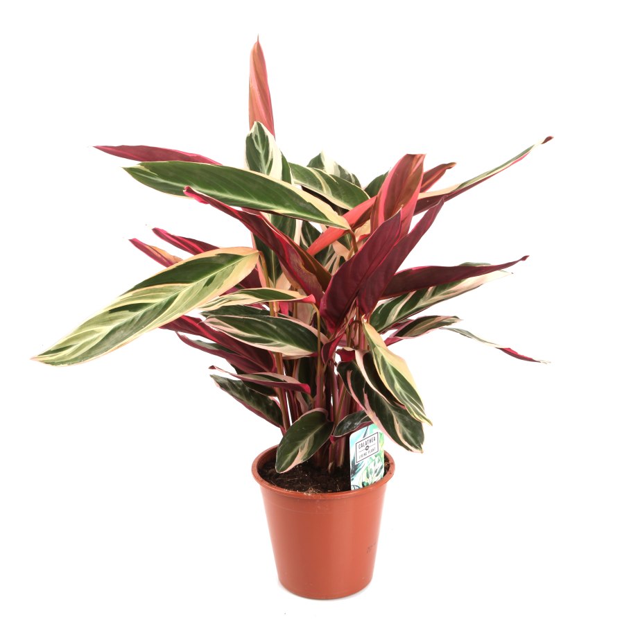 Строманта sanguinea