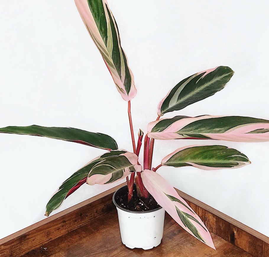 Строманта Амабилис