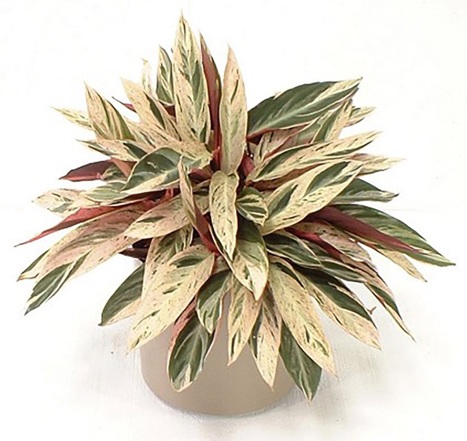 Калатея Хортиколор