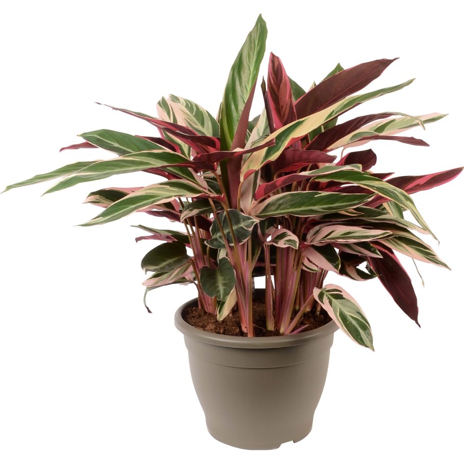 Строманта триостар