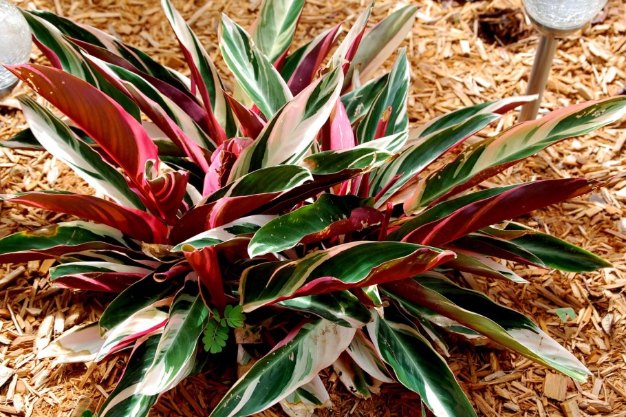 Строманта триостар Stromanthe Triostar