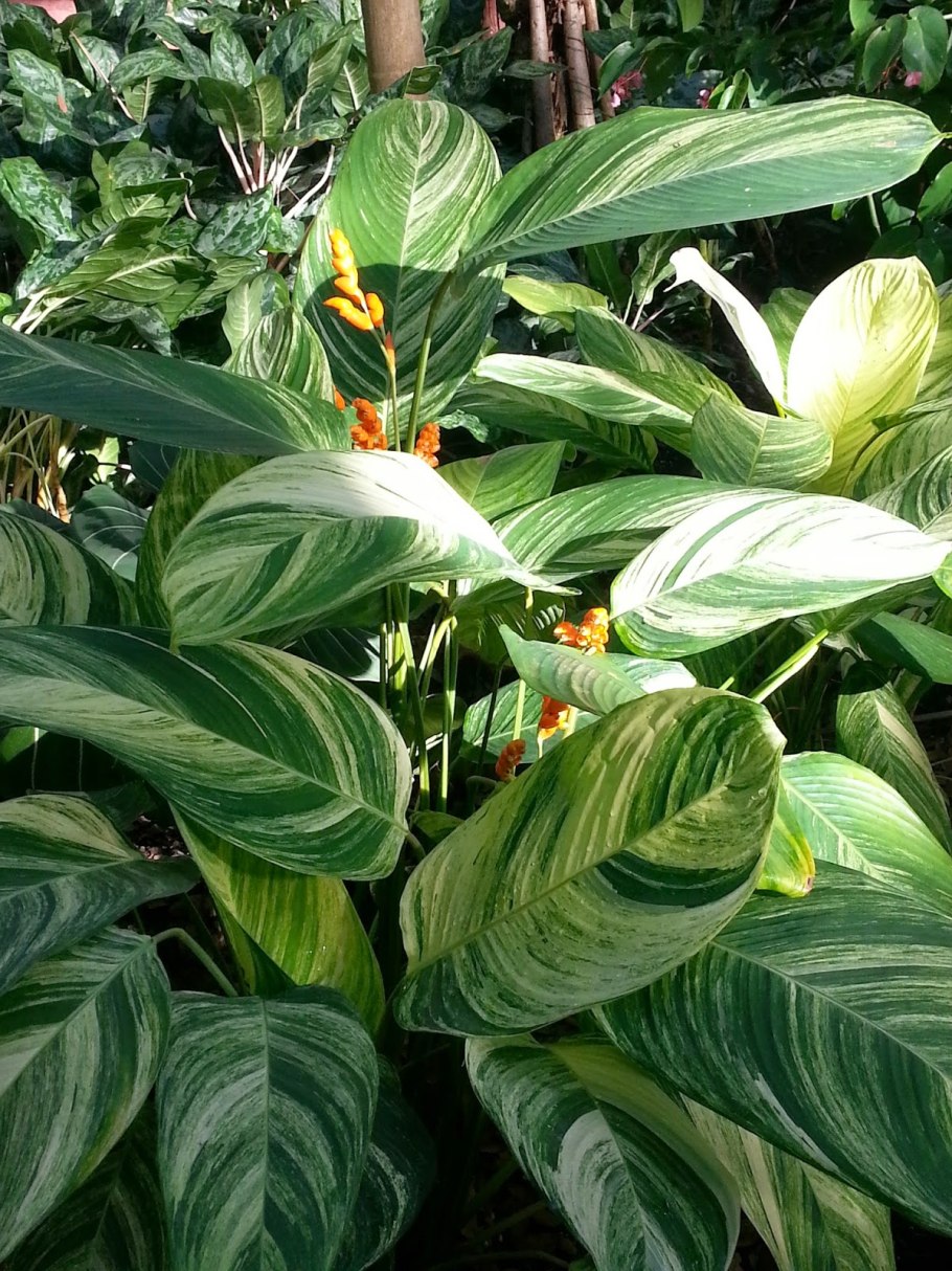 Цветок калатея