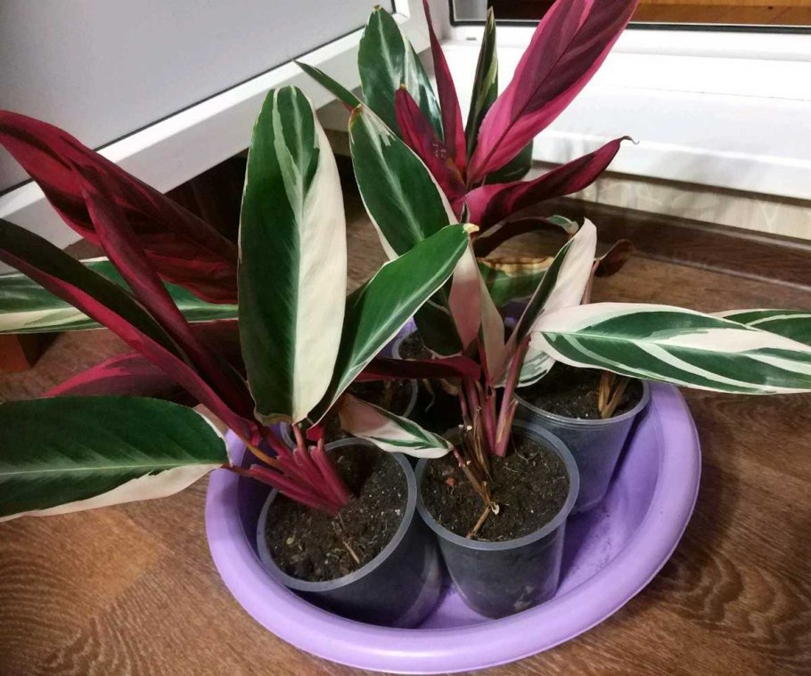 Строманта марун