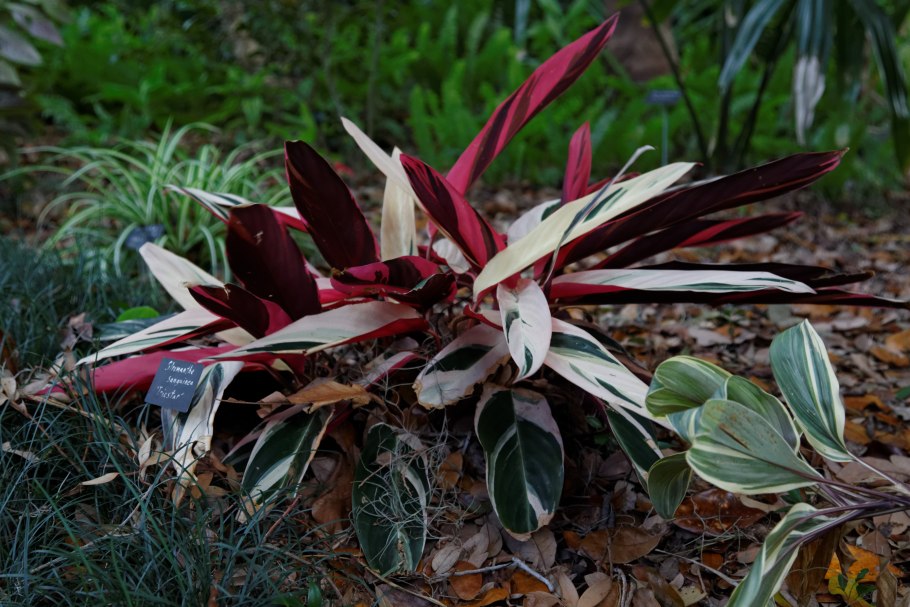 Строманта sanguinea