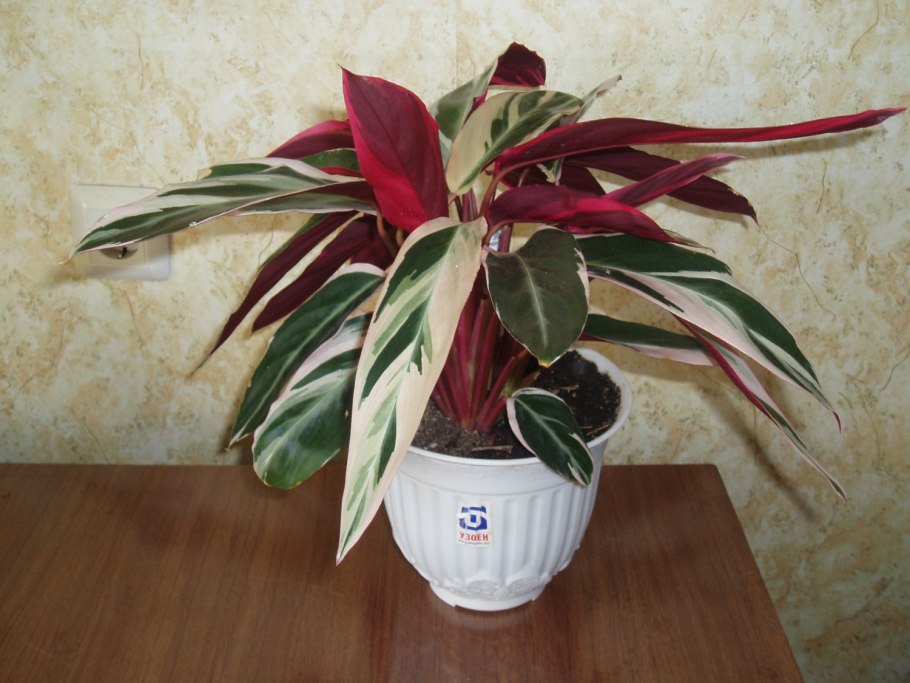 Строманта пожухли листья