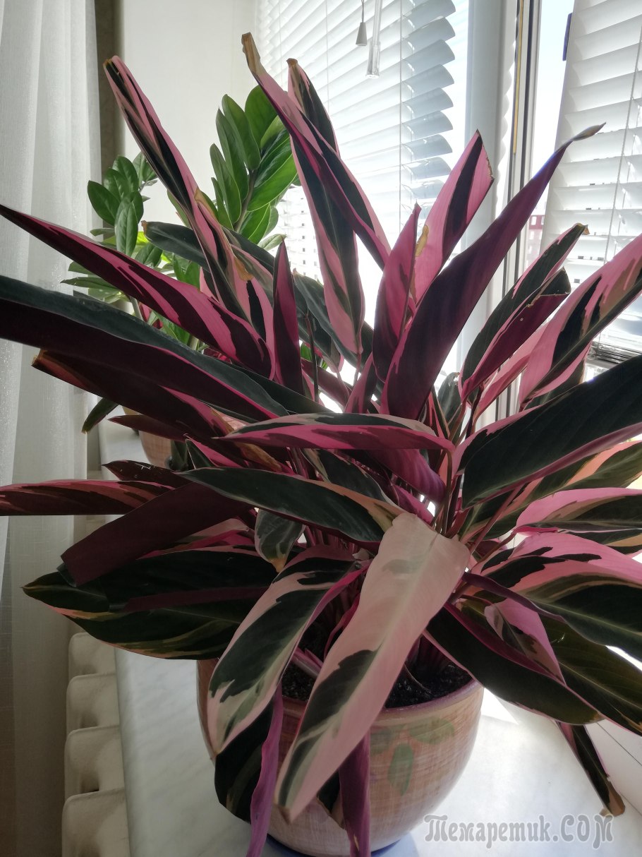 Строманта Triostar