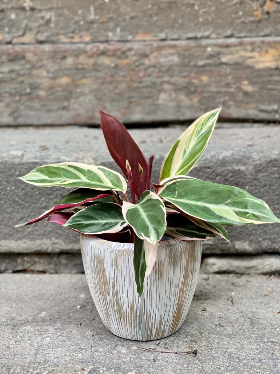 Калатея строманта