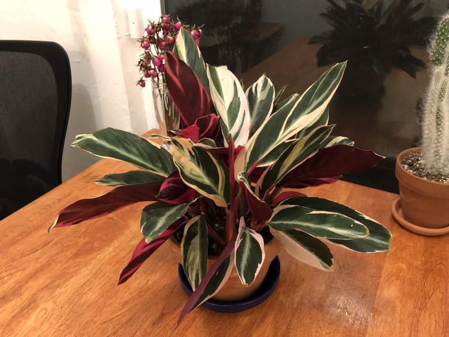 Строманта ктенанта Триколор