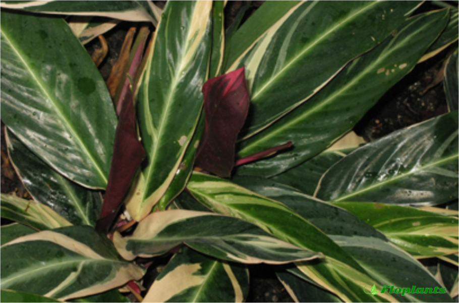 Строманта Хортиколор