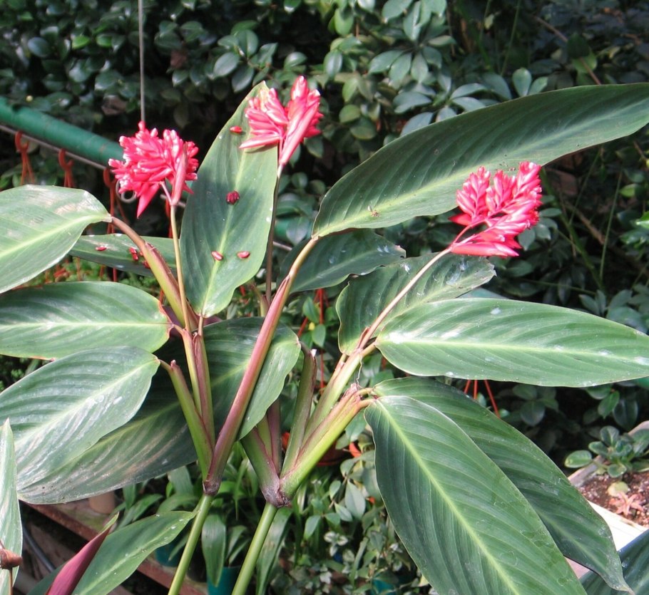 Строманта sanguinea