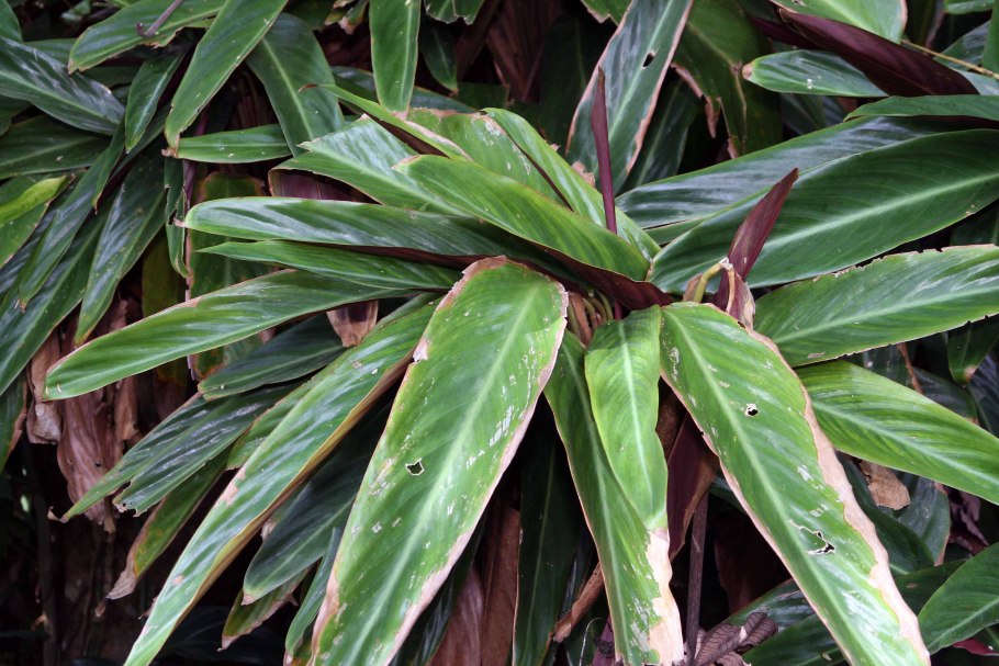 Строманта Сангвинея