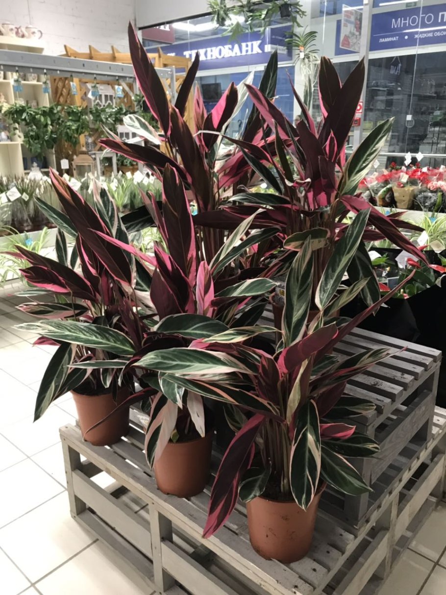 Строманта марун