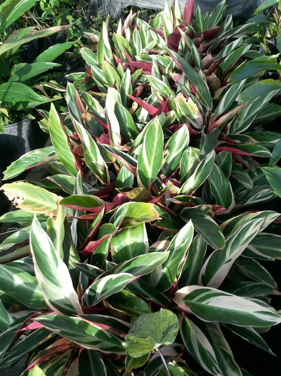 Строманта триостар