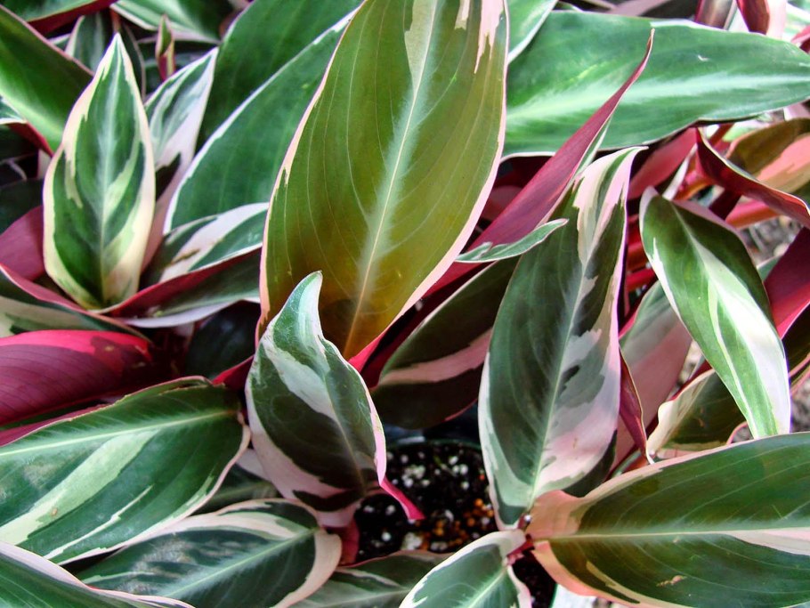 Калатея Строманта