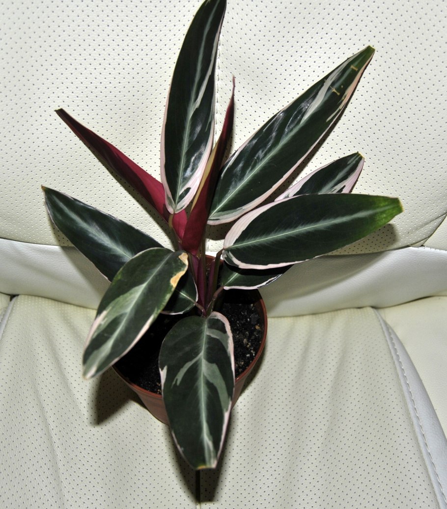 Калатея строманта триколор