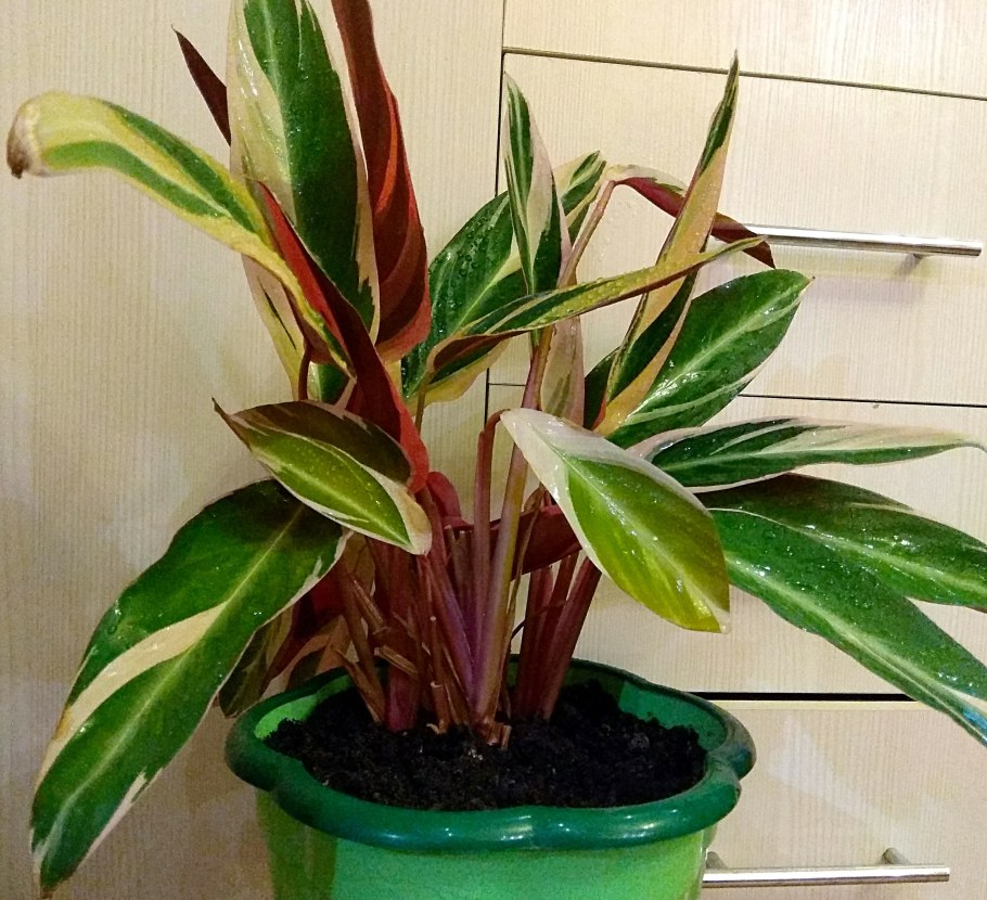 Строманта марун