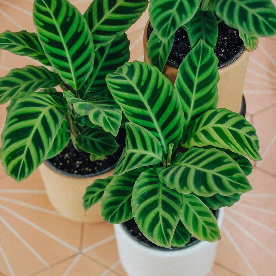 Калатея Вашкевич