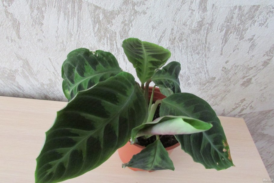 Калатея тигровая