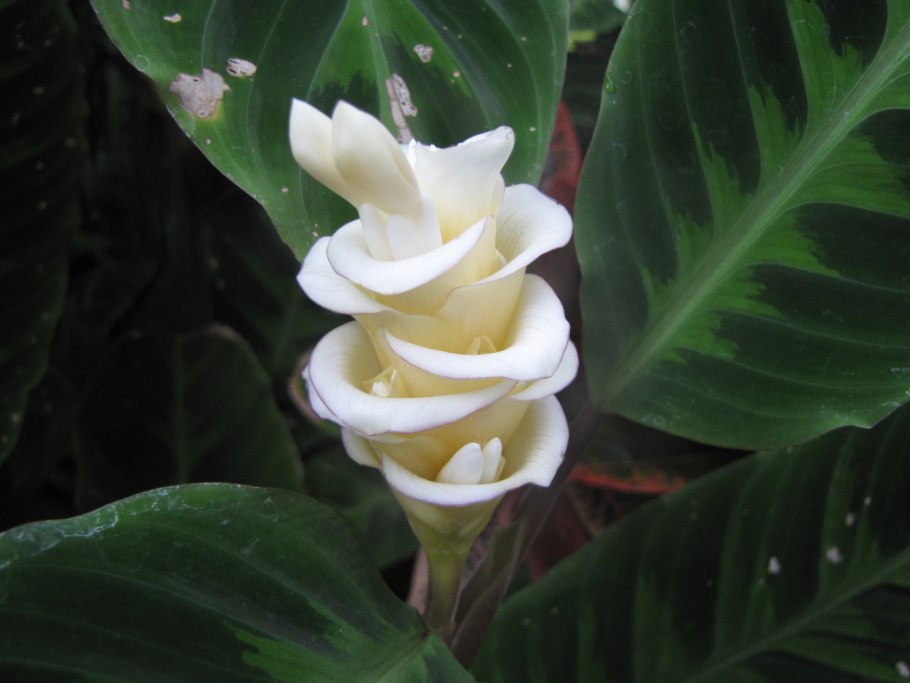 Цветок Калатея Варшевича