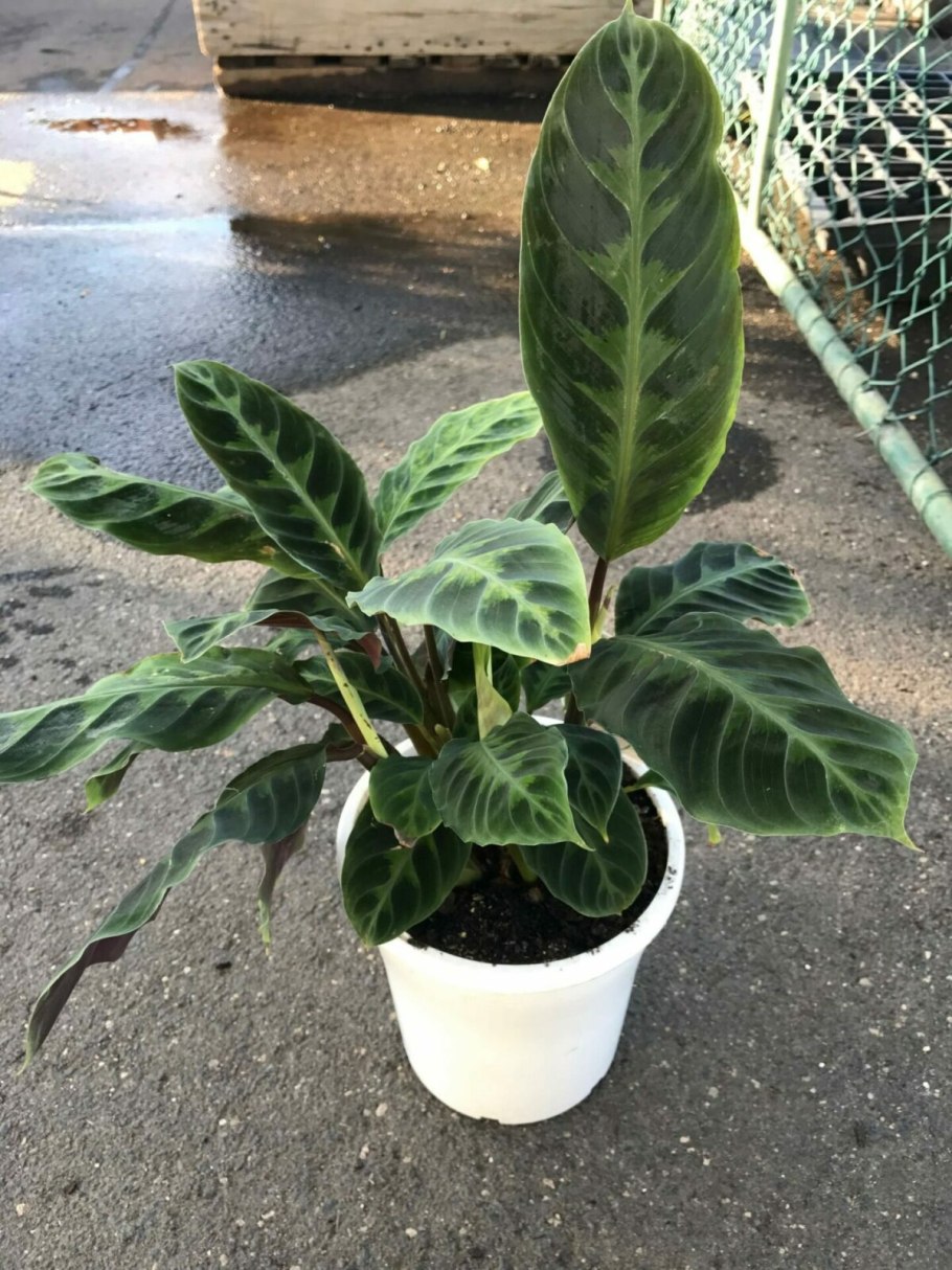 Комнатные растения Калатея