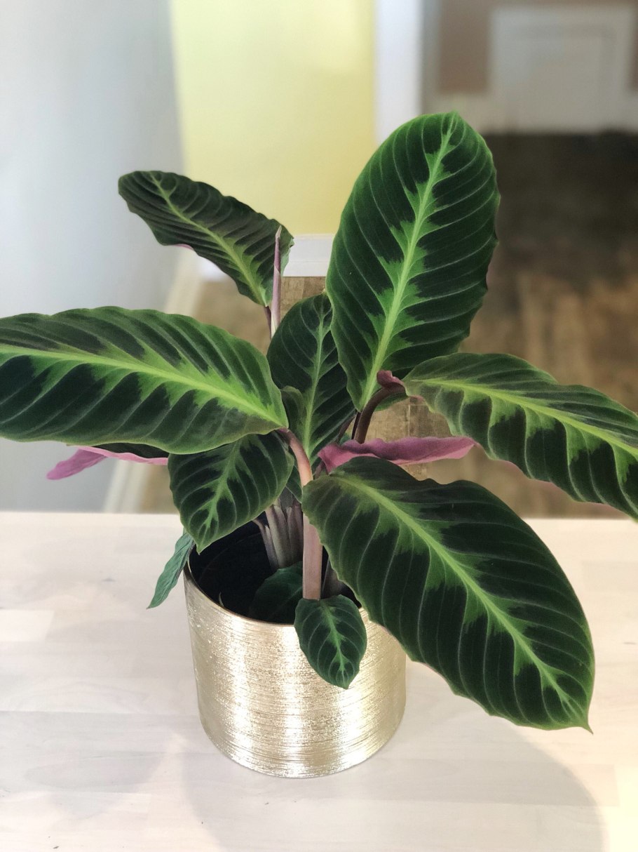 Цветок Калатея Варшевича