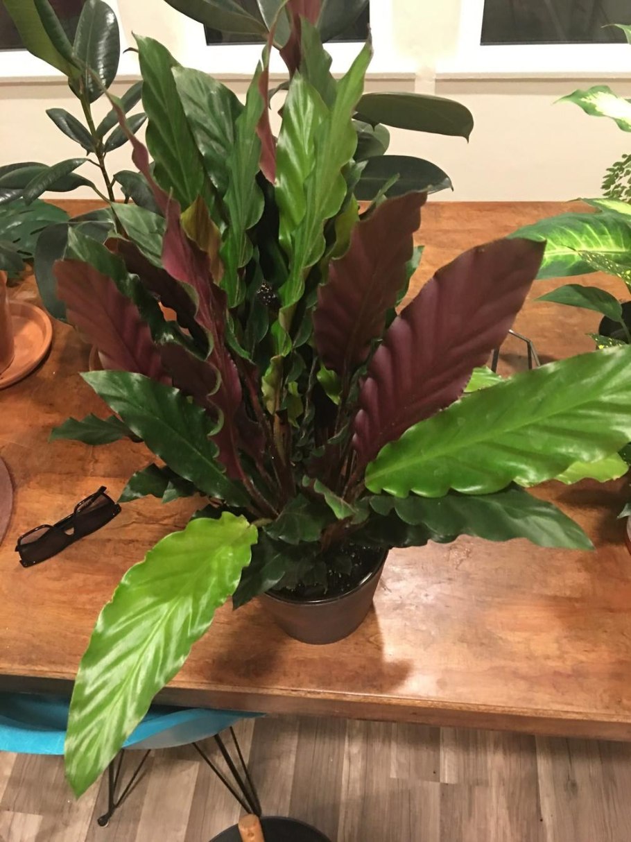 Калатея Варшевича