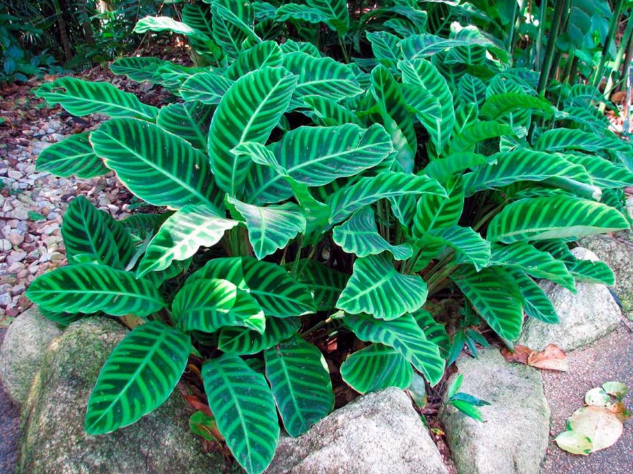 Калатея кроката лакшери Грин