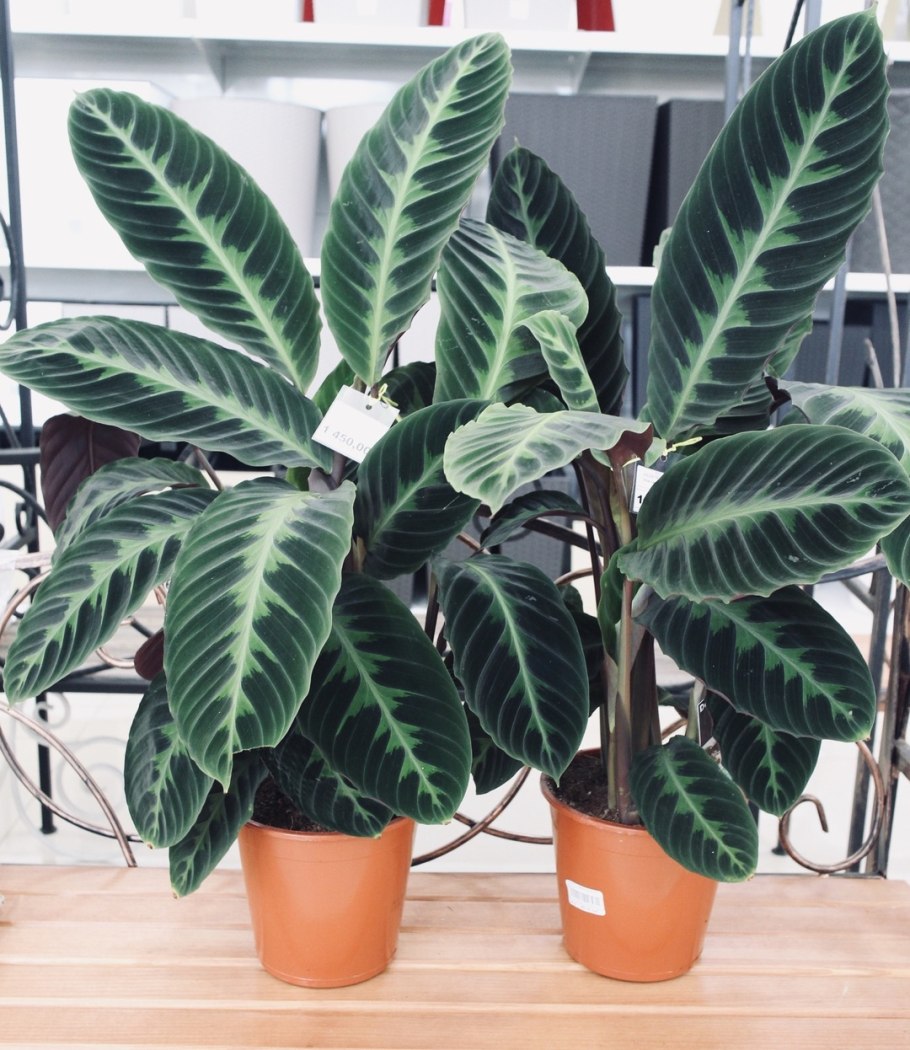 Калатея Варшевича цветет