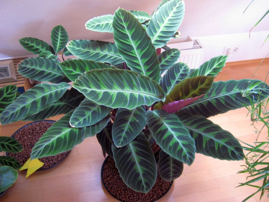 Калатея Варшевича