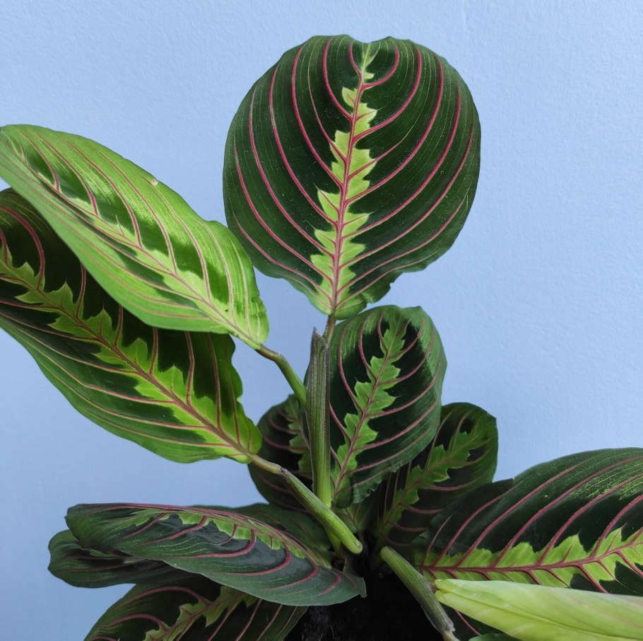 Цветок Варшевича