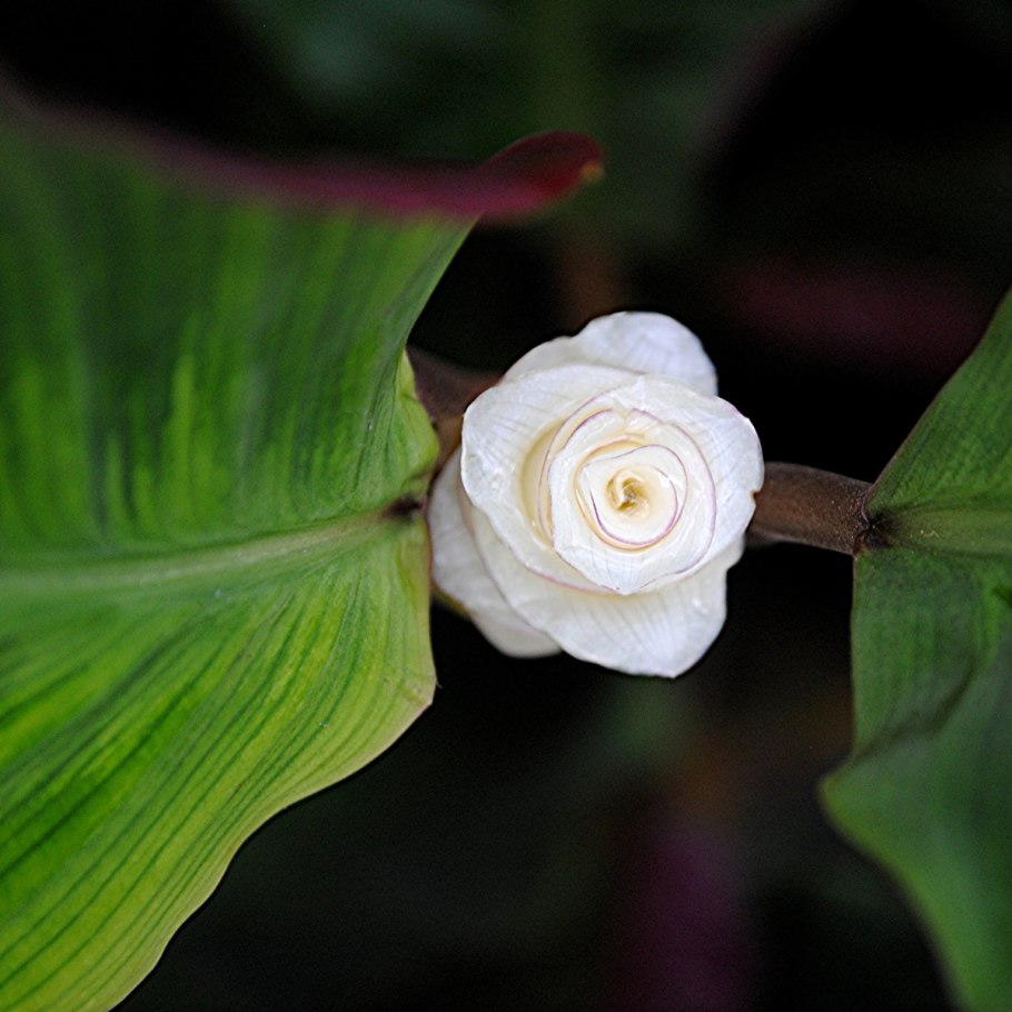 Калатея марантовые