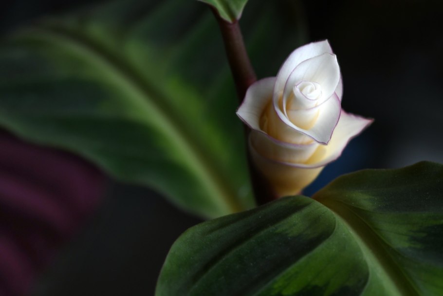 Calathea Zebrina/Калатея зебрина