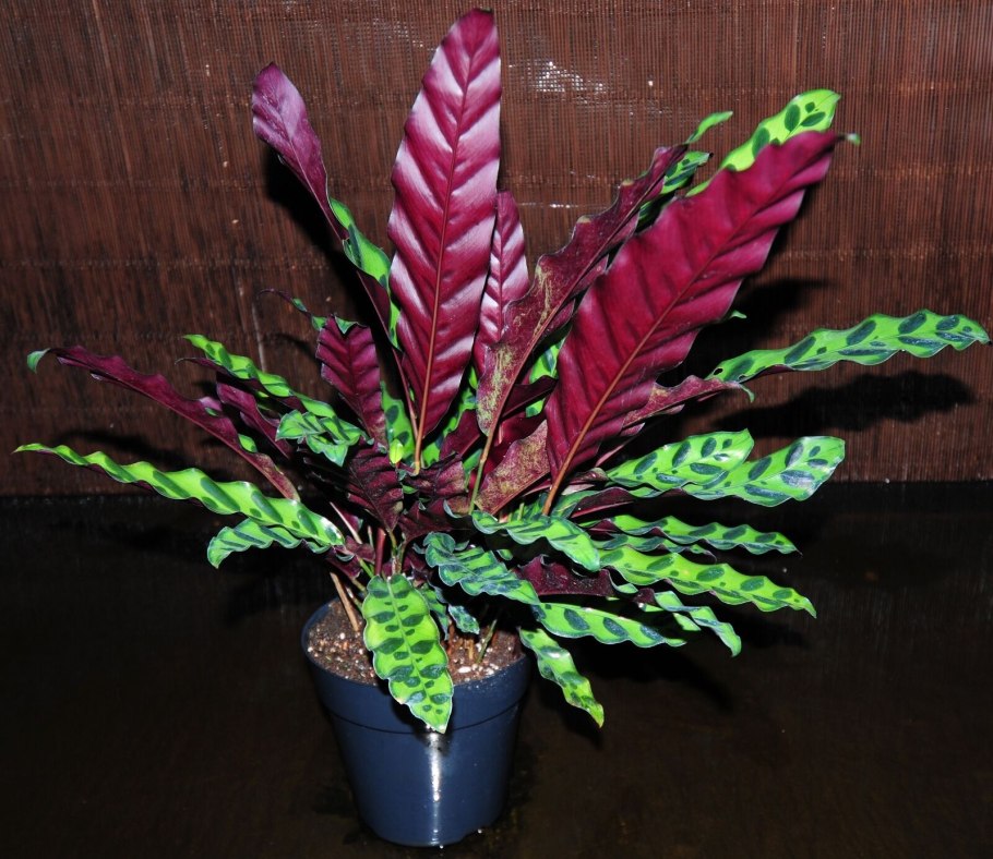 Калатея Варшевича и зебрина